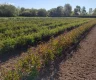 property_image_69ac07c51104d6.22315996.webp